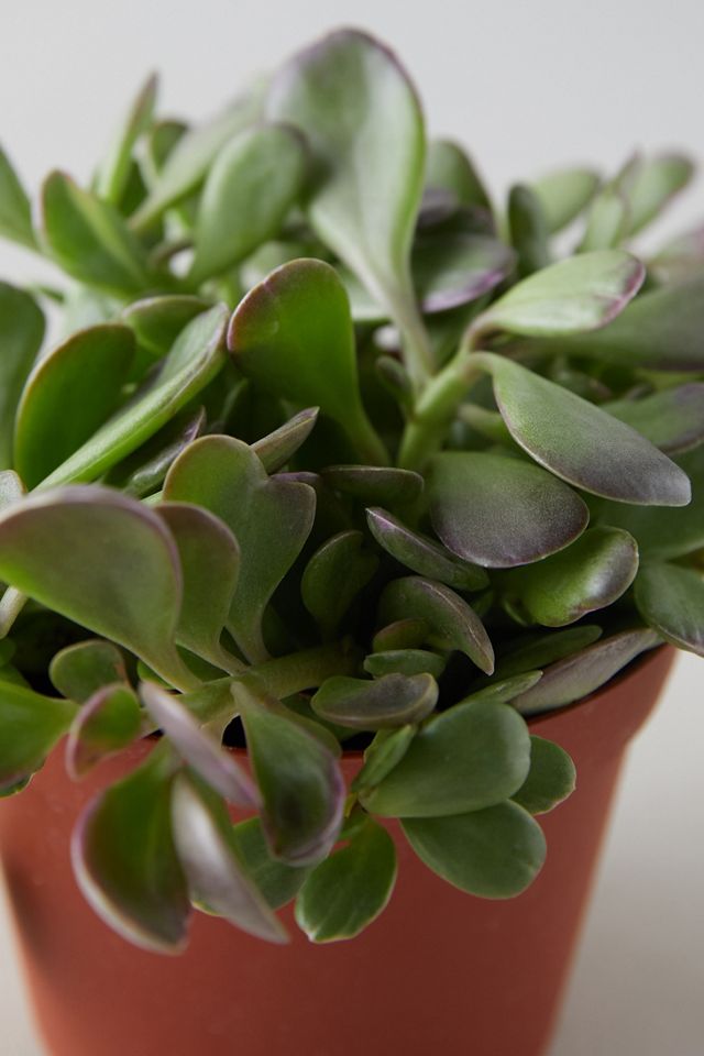 Trailing Jade Plant #1