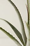 Aloe Plant #1