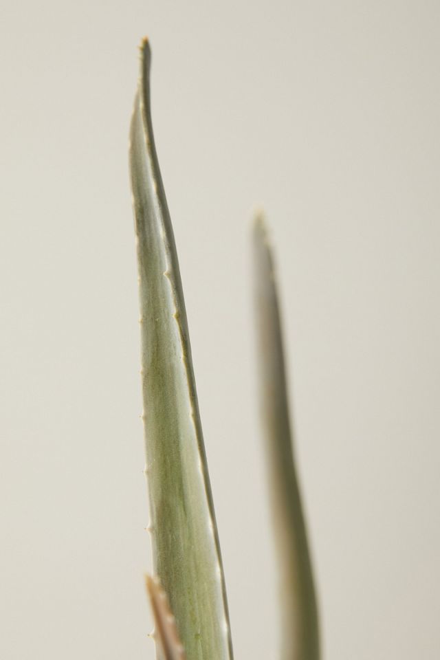 Aloe Plant #2