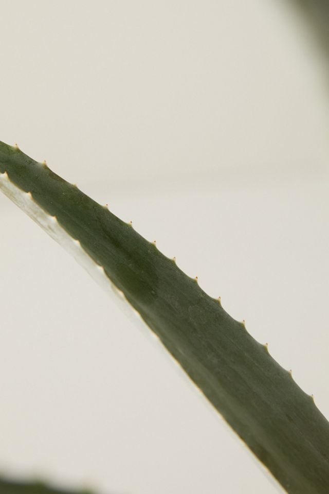 Aloe Plant #3