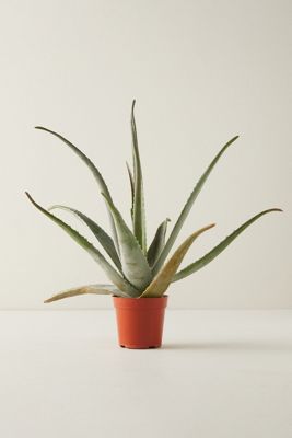 Aloe Plant
