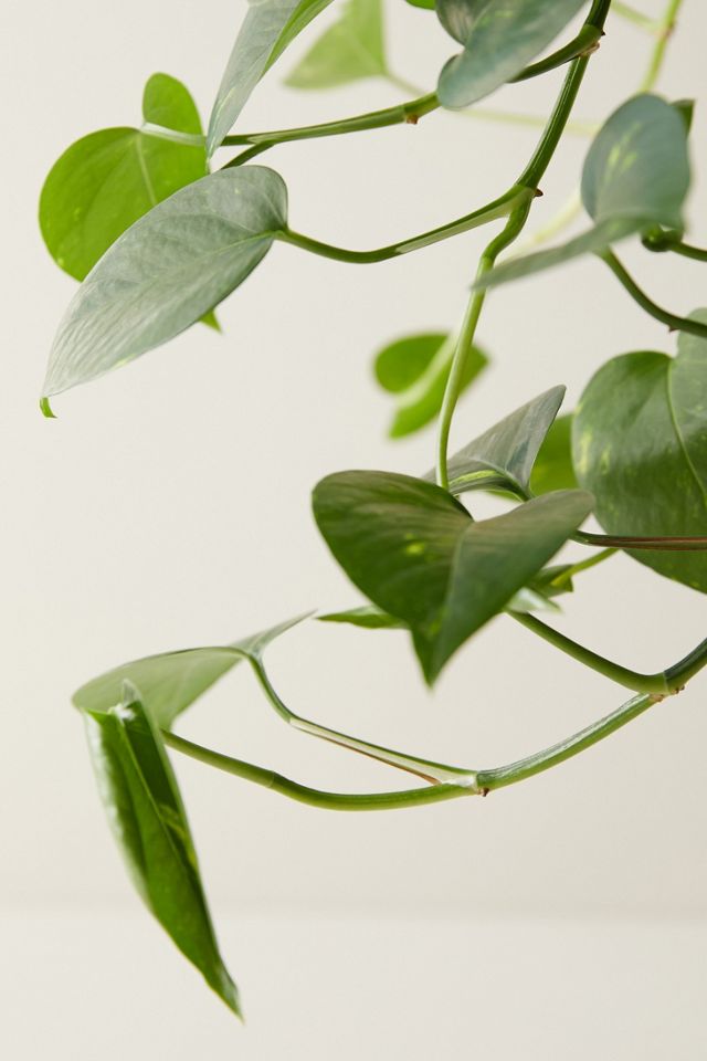Pothos Plant
