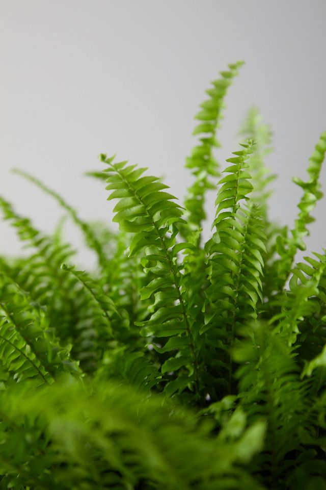Boston Fern Plant #1