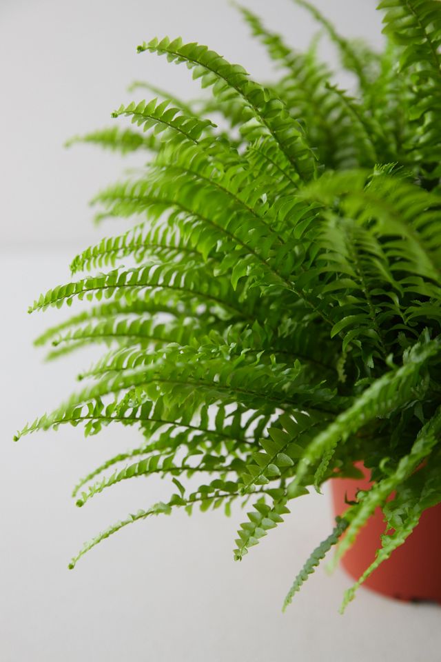 Boston Fern Plant #2