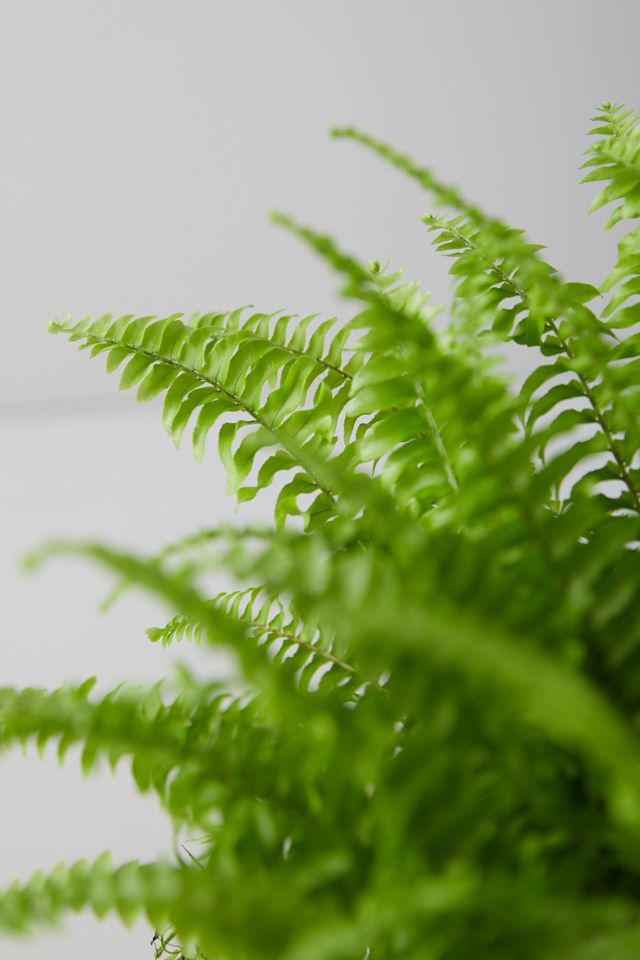 Boston Fern Plant #3