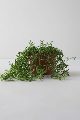 Terrain String Of Bananas Plant