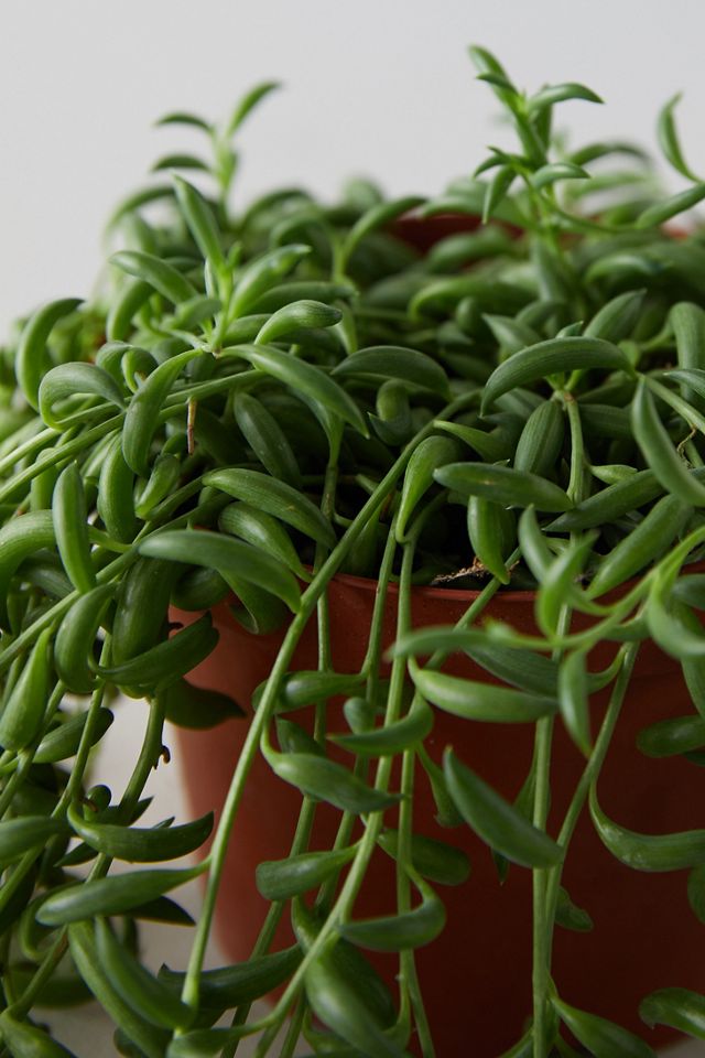 String of Bananas Plant #2