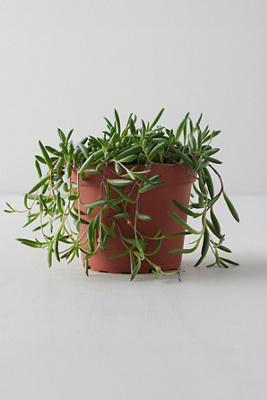 Terrain String Of Pickles Plant