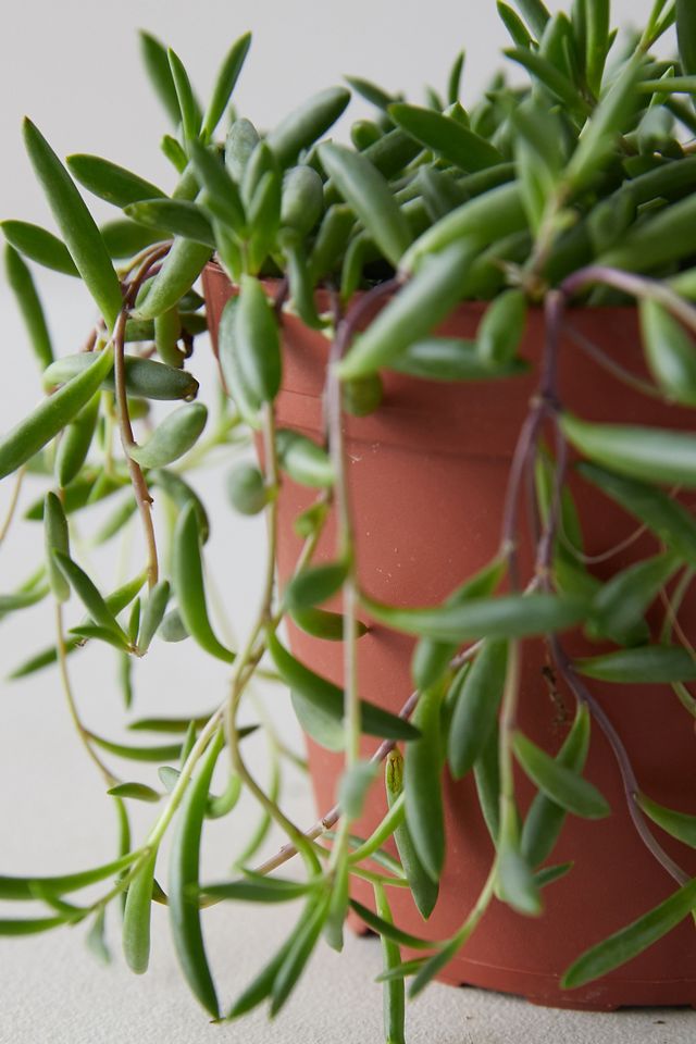 String of Pickles Plant | AnthroLiving