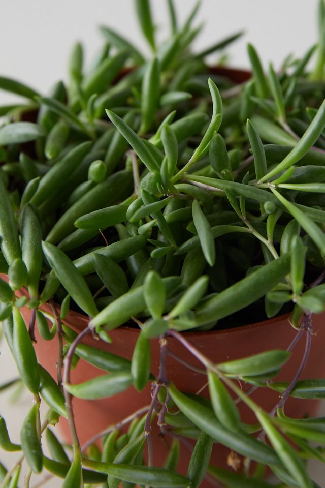 String of Pickles Plant #2