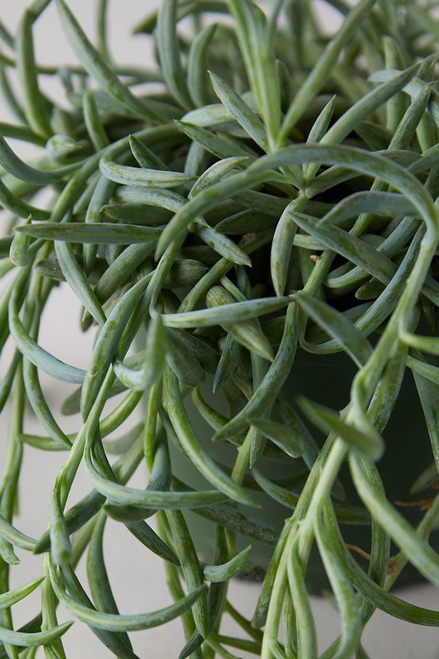 Senecio 'Fish Hooks' Plant #1