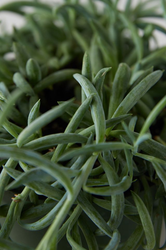 Senecio 'Fish Hooks' Plant #2