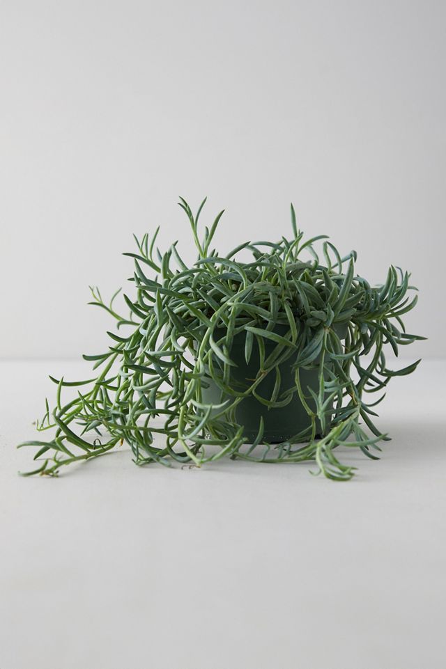 Senecio 'Fish Hooks' Plant