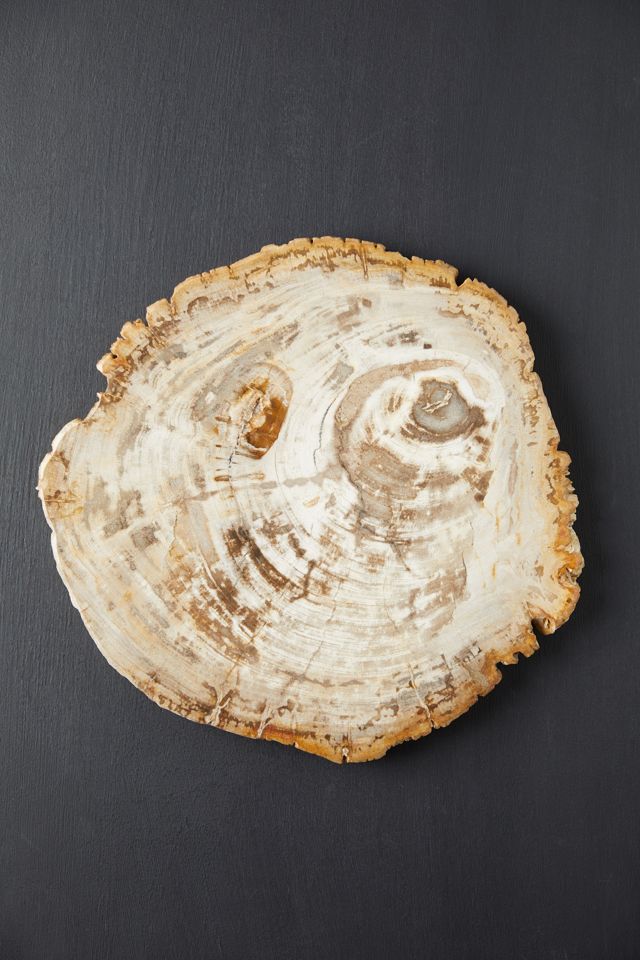 Petrified Wood Serving Board #1