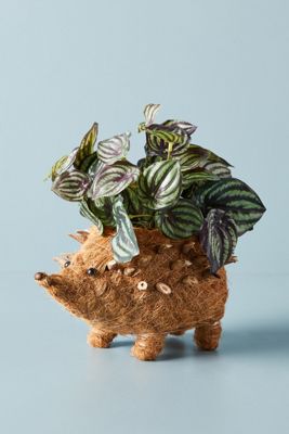 Hedgehog Planter