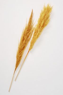 Dried Pampas Grass Three-Stem Bouquet