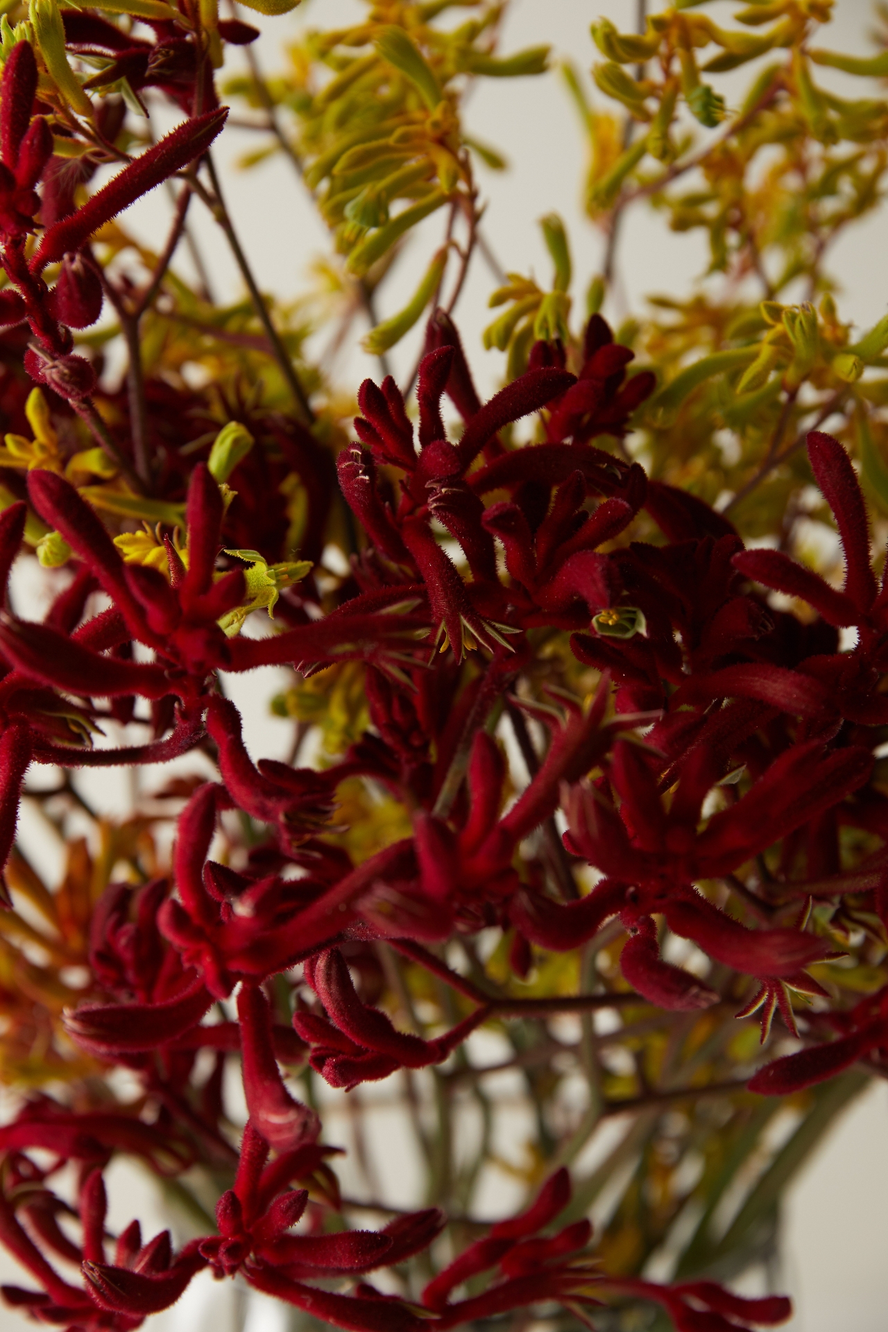 Fresh Kangaroo Paw Bunch