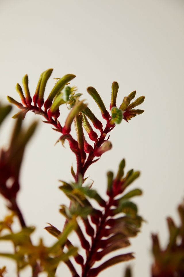 Fresh Kangaroo Paw Bunch #2