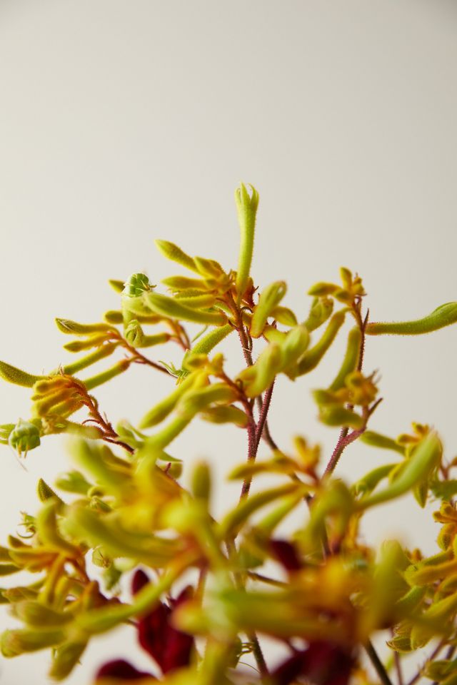 Fresh Kangaroo Paw Bunch #3