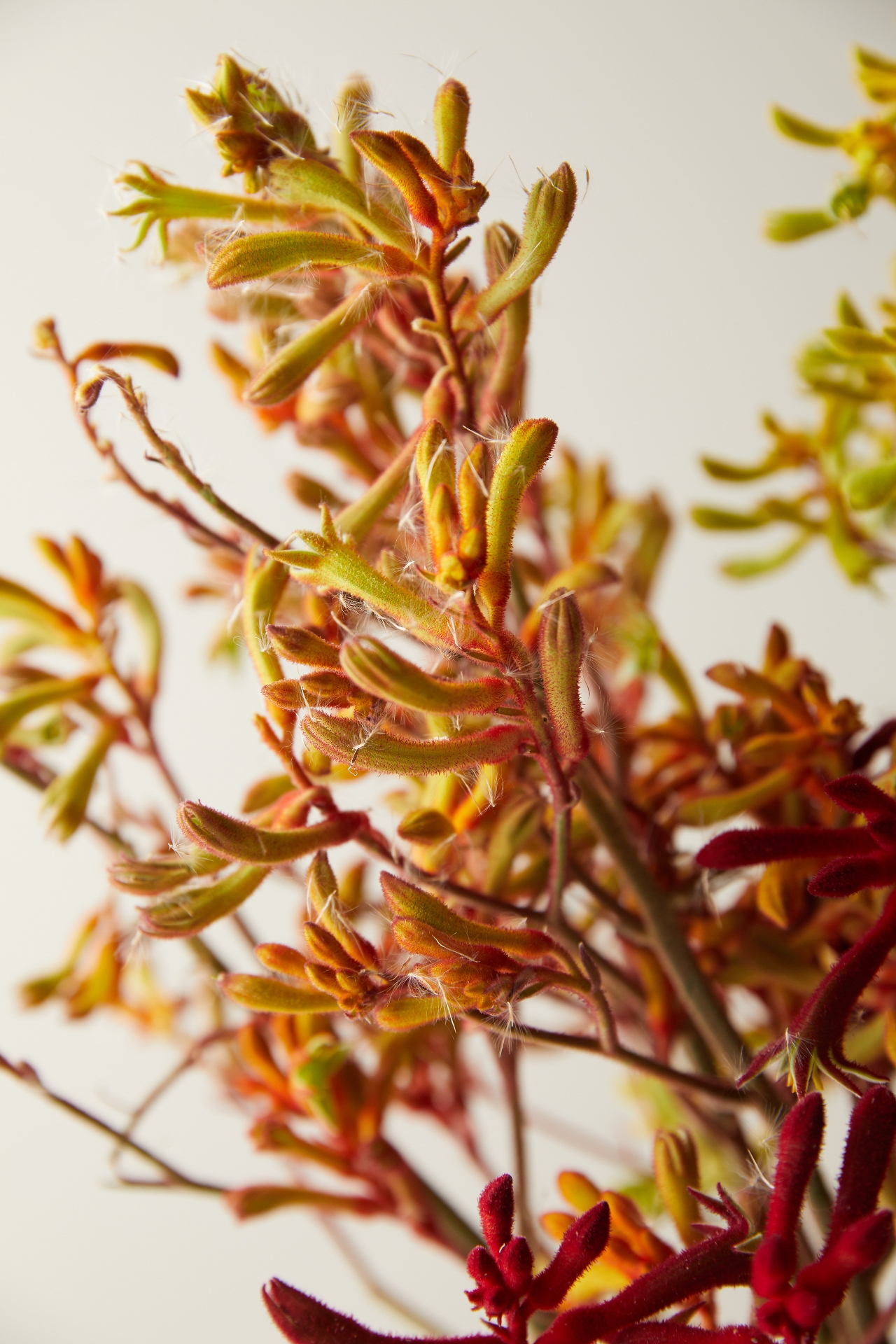 Fresh Kangaroo Paw Bunch