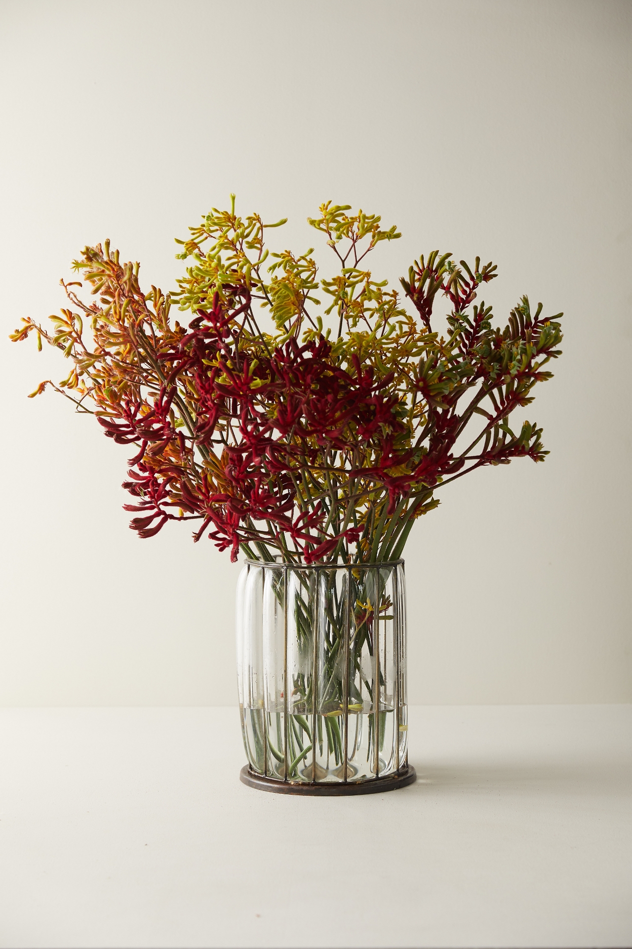 Fresh Kangaroo Paw Bunch