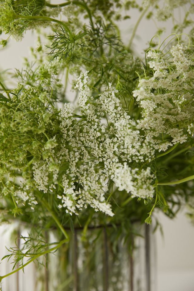 Fresh Queen Anne's Lace Bunch #1