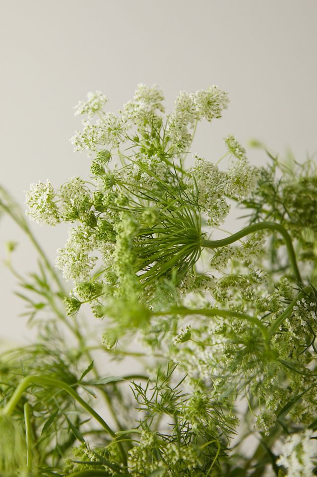 Fresh Queen Anne's Lace Bunch #3