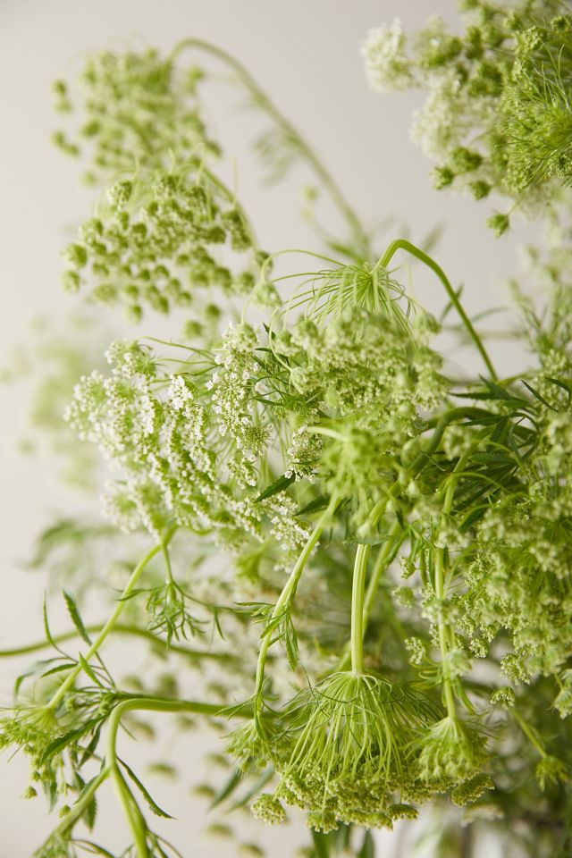 Fresh Queen Anne's Lace Bunch #4