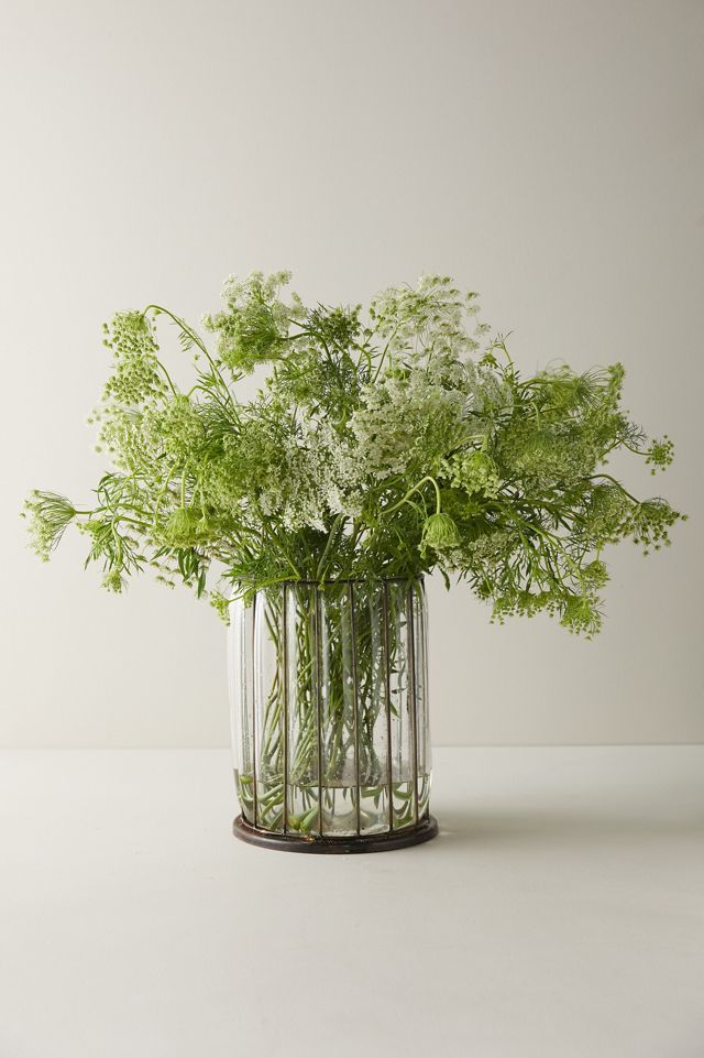 Fresh Queen Anne's Lace Bunch #2