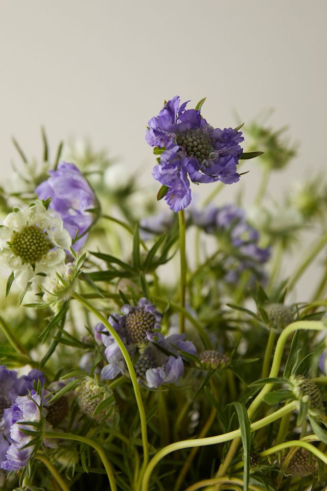 Fresh Blue + White Scabiosa Bunch #1