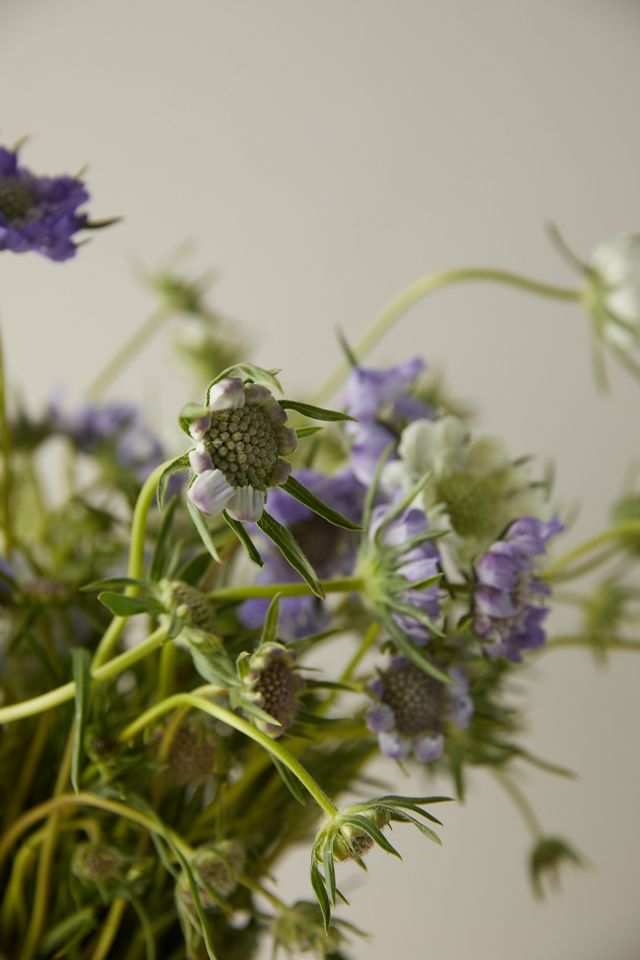 Fresh Blue + White Scabiosa Bunch #3