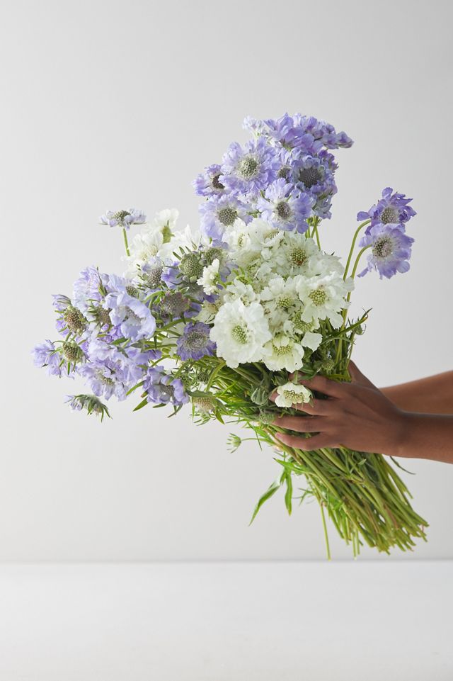 Fresh Blue + White Scabiosa Bunch #5