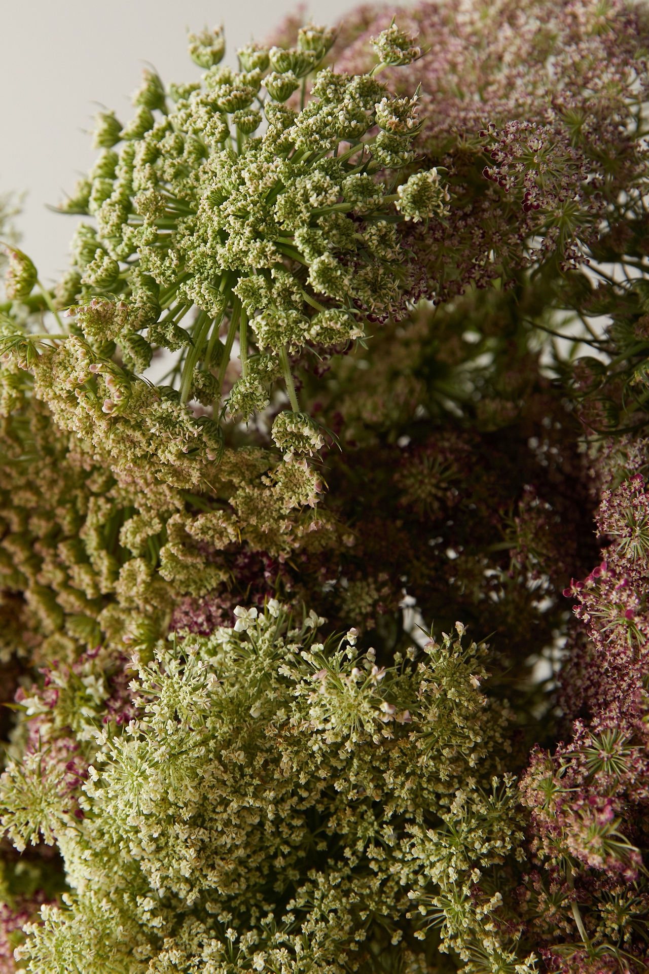 Fresh Chocolate Queen Anne Lace Bunch