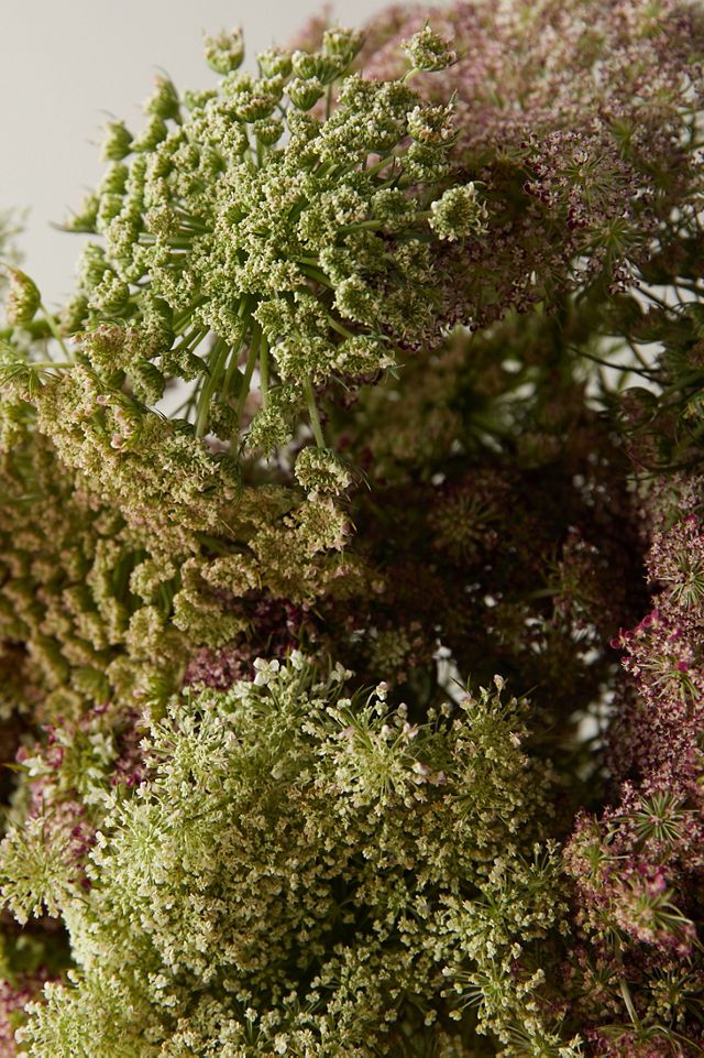 Fresh Chocolate Queen Anne Lace Bunch #1