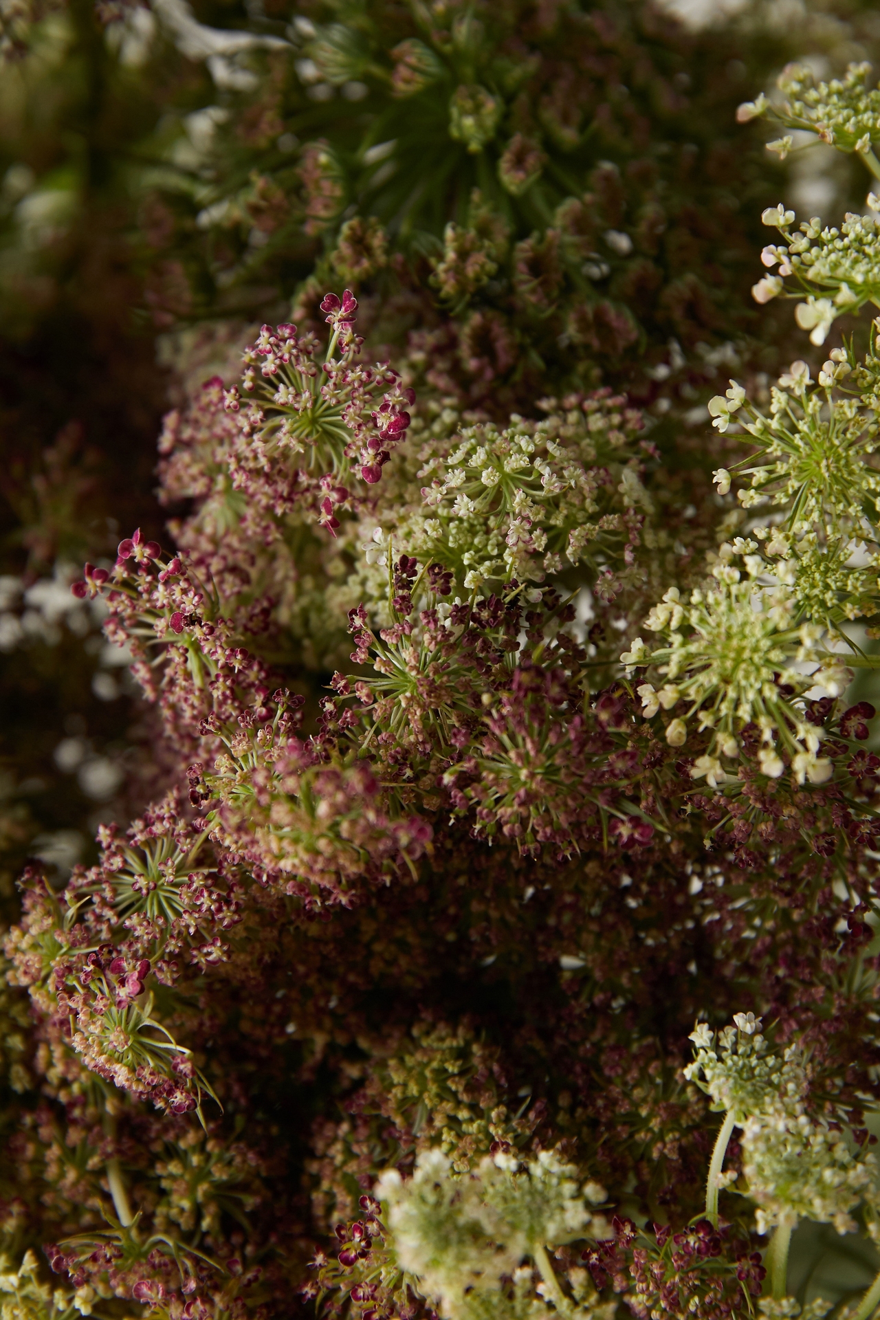 Fresh Chocolate Queen Anne Lace Bunch