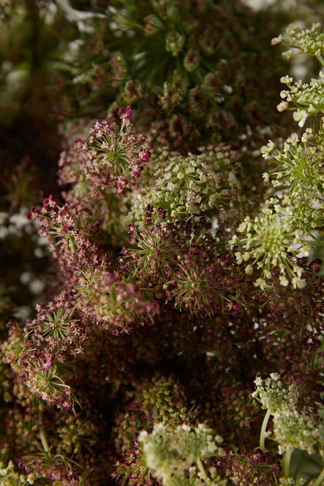 Fresh Chocolate Queen Anne Lace Bunch #4