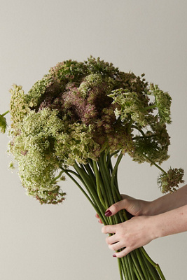 Fresh Chocolate Queen Anne Lace Bunch