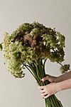 Fresh Chocolate Queen Anne Lace Bunch #2