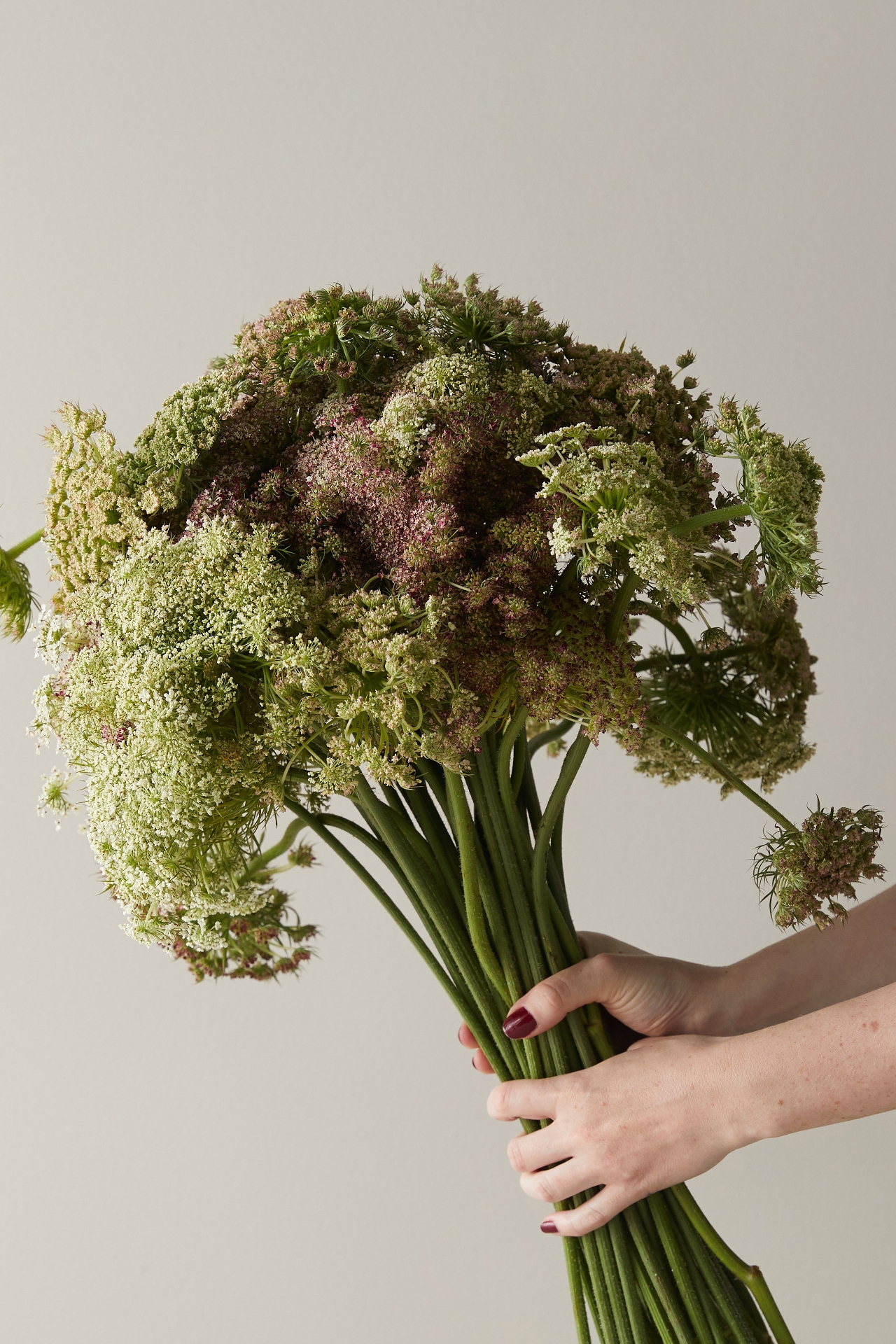 Fresh Chocolate Queen Anne Lace Bunch