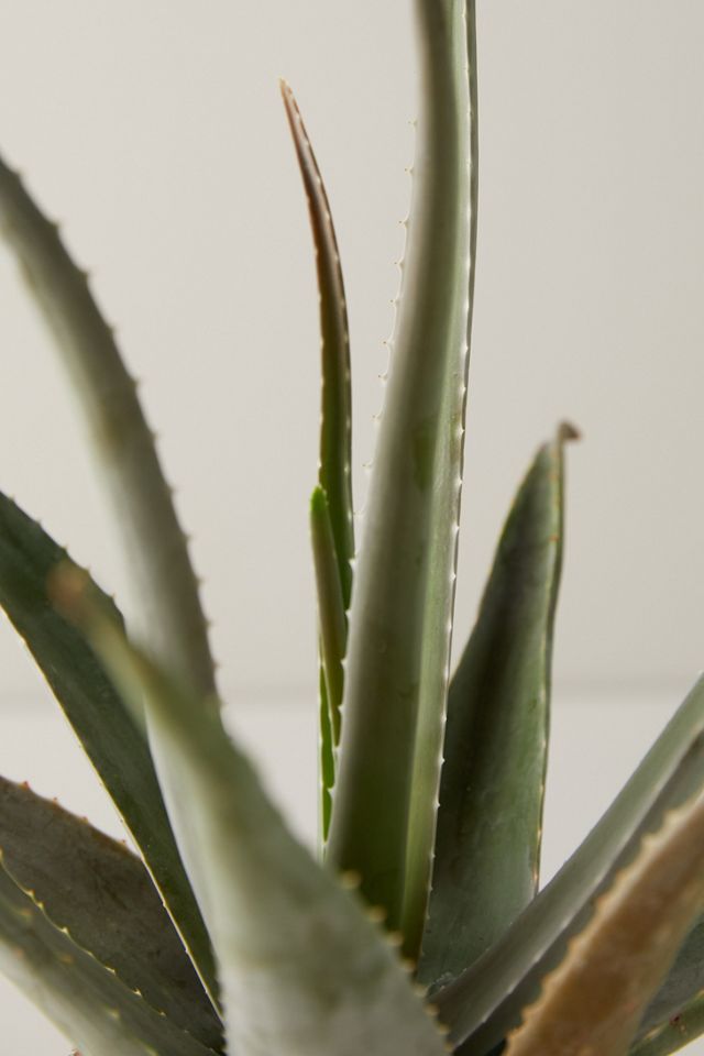 Aloe Plant, Blue Pot #1