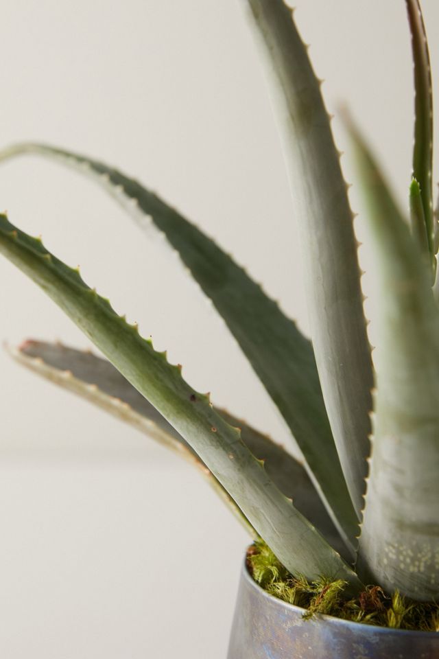 Aloe Plant, Blue Pot #2
