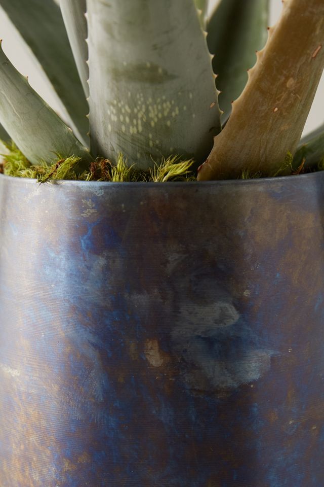 Aloe Plant, Blue Pot #3