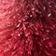 Medium Pink