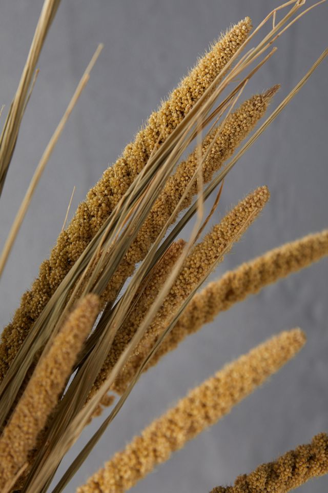 Dried Millet Bunch #2