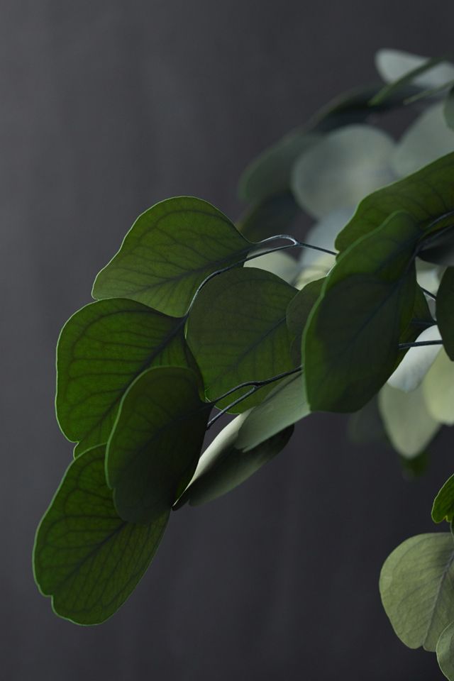 Preserved Populus Eucalyptus Bunch #2