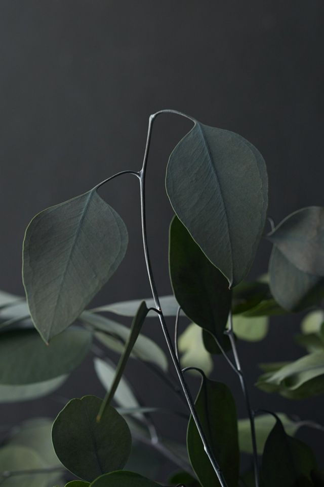 Preserved Populus Eucalyptus Bunch #3
