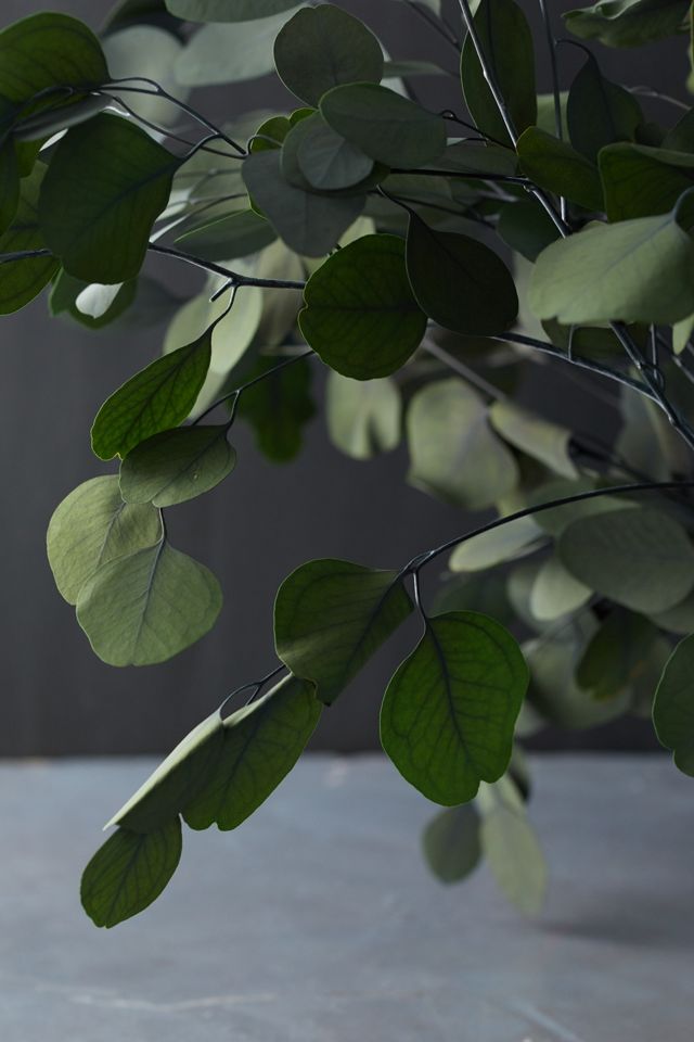 Preserved Populus Eucalyptus Bunch #1