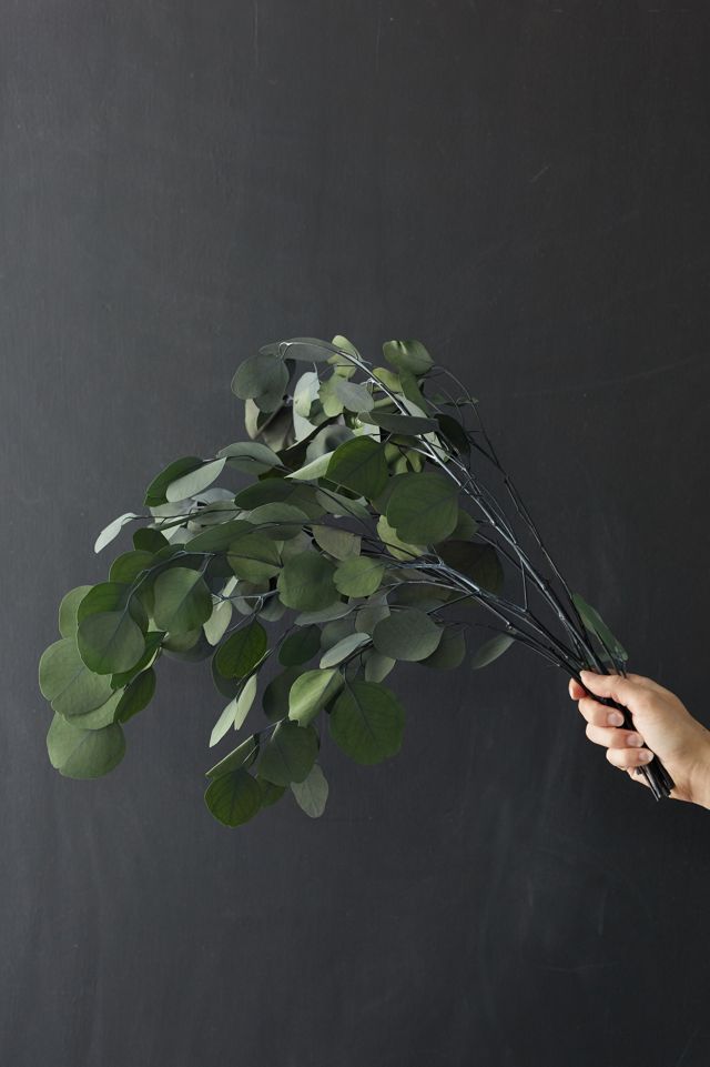 Preserved Populus Eucalyptus Bunch #4
