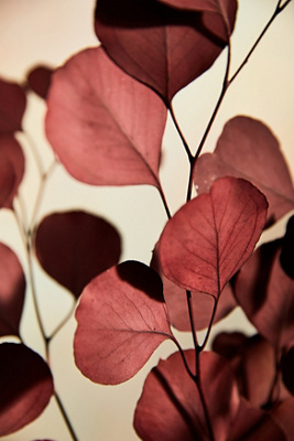 Terrain Preserved Populus Eucalyptus Bunch In Red