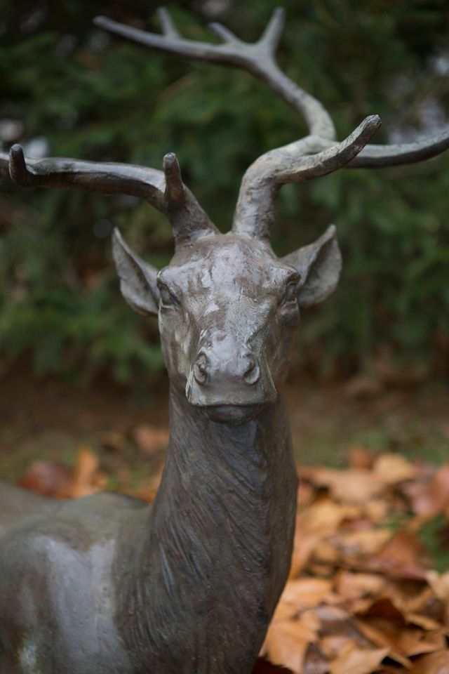 Alpine Iron Stag, Resting #1